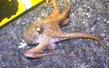 石津浜ではアオリイカ、湾内ではタコ多数とコウイカが釣れました